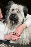 GRIFFES - SKYE TERRIER 071